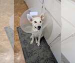 Small #6 German Shepherd Dog-Great Pyrenees Mix