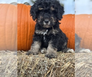 Bernedoodle (Miniature) Puppy for sale in LONGMONT, CO, USA