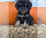 Image preview for Ad Listing. Nickname: Theodore