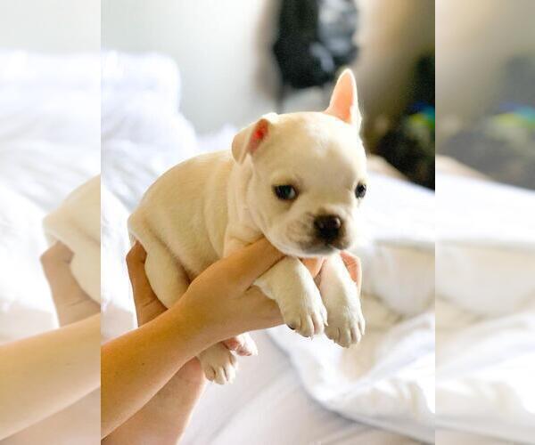 Medium Photo #3 French Bulldog Puppy For Sale in EL CAJON, CA, USA