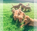 Small Photo #6 Vizsla Puppy For Sale in RICHLAND, WA, USA
