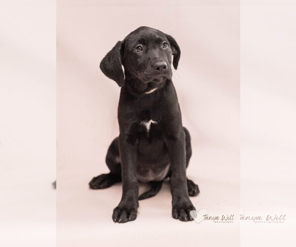 Medium Photo #1 Labrador Retriever-Unknown Mix Puppy For Sale in Greenville, SC, USA