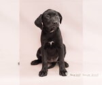 Small Labrador Retriever Mix