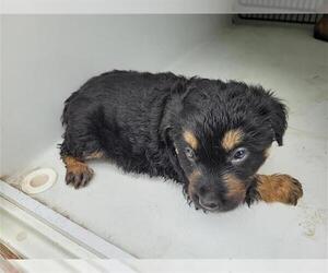 Shepradors Dogs for adoption in Houston, TX, USA