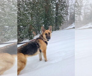 German Shepherd Dog Dogs for adoption in Aurora, IN, USA