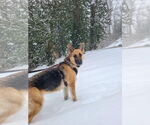 Small German Shepherd Dog