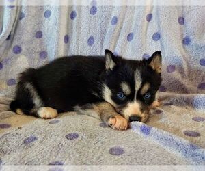 Siberian Husky Puppy for sale in WORTHINGTON, PA, USA