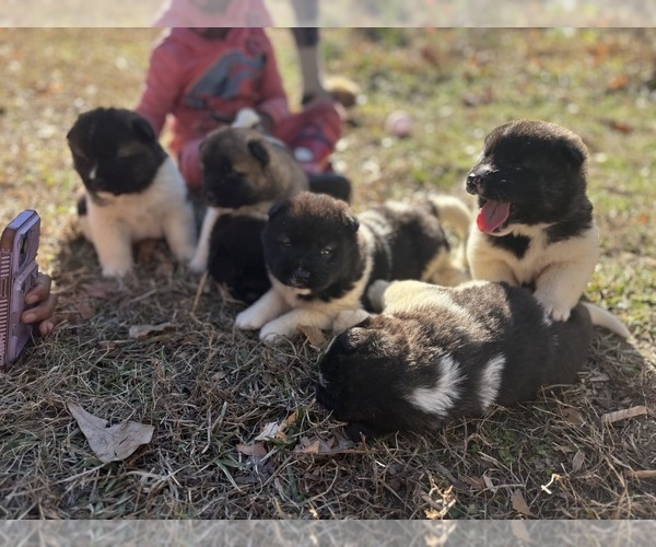 Medium Photo #1 Akita Puppy For Sale in UNION CITY, GA, USA