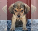 Small Photo #2 Beabull Puppy For Sale in FREDERICKSBURG, OH, USA