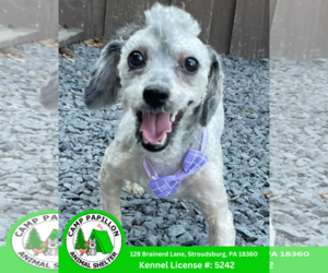 Shih-Poo Dogs for adoption in Stroudsburg, PA, USA