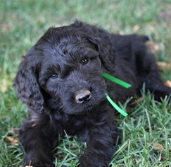 Goldendoodle Puppy for sale in PLACERVILLE, CA, USA