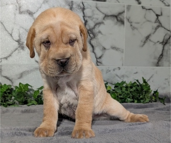 Medium Photo #4 Cocker-Pei Puppy For Sale in GOSHEN, IN, USA