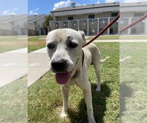 American Pit Bull Terrier-Unknown Mix Dogs for adoption in Corpus Christi, TX, USA