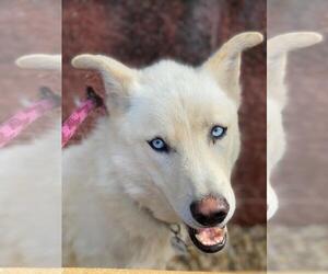 Siberian Husky Dogs for adoption in Forestville, MD, USA