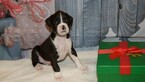 Small Photo #46 Boxer Puppy For Sale in CHILHOWEE, MO, USA