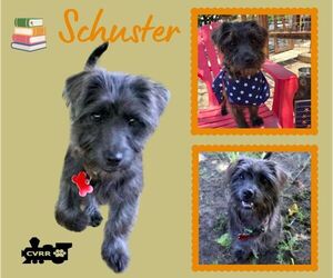 Mutt Dogs for adoption in Lindsay, CA, USA
