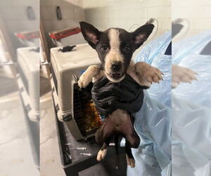 Mutt Dogs for adoption in Stockton, CA, USA