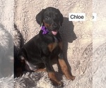 Small #2 Doberman Pinscher