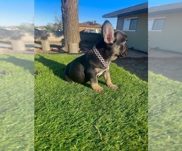 Medium Photo #5 French Bulldog Puppy For Sale in SAN ANTONIO, TX, USA
