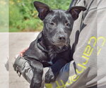 Small #1 American Staffordshire Terrier-German Shepherd Dog Mix