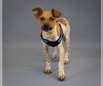 Small Photo #4 Mutt Puppy For Sale in Princeton, MN, USA