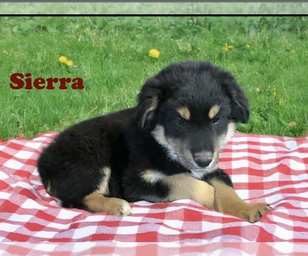 Medium Photo #18 Australian Shepherd Puppy For Sale in WILLIAMS, AZ, USA