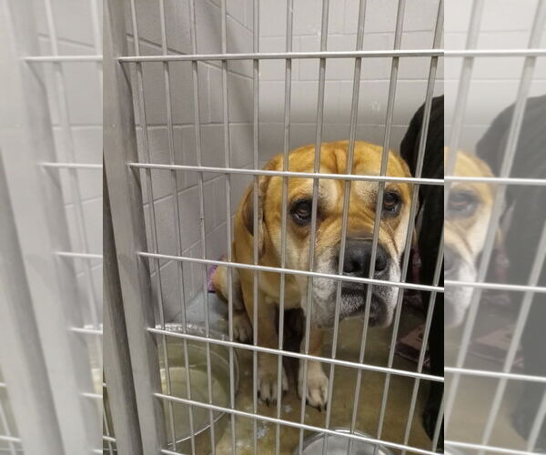 Medium Photo #2 Bullmastiff-Unknown Mix Puppy For Sale in Pierceton , IN, USA