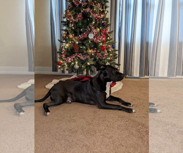 Medium Photo #8 American Pit Bull Terrier-Unknown Mix Puppy For Sale in Germantown, OH, USA