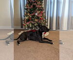 Small #7 American Pit Bull Terrier Mix