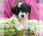 Puppy Diamond Collie-Poodle (Miniature) Mix