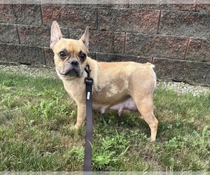 Mother of the French Bulldog puppies born on 06/13/2026