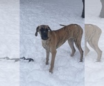 Small Photo #9 Great Dane Puppy For Sale in INVER GROVE HEIGHTS, MN, USA