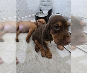 Bloodhound Puppy for sale in TRENTON, TX, USA