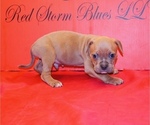 Puppy Puppy 6 American Bully