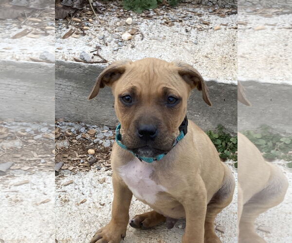 Medium Photo #2 Staffordshire Bull Terrier-Unknown Mix Puppy For Sale in Kannapolis, NC, USA