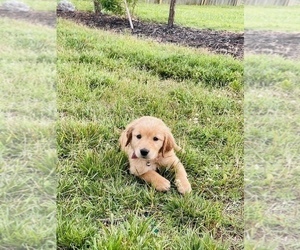 Golden Retriever Puppy for sale in VALDOSTA, GA, USA