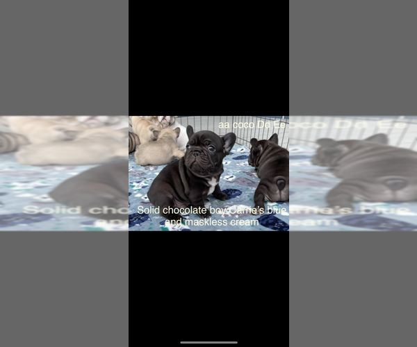 Medium Photo #1 French Bulldog Puppy For Sale in HENDERSON, KY, USA