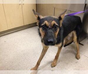 German Shepherd Dog Dogs for adoption in Riverside, CA, USA