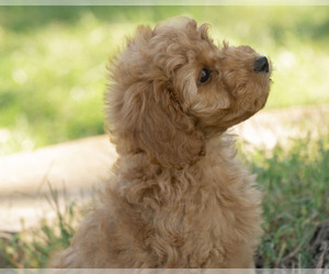 Golden Cavadoodle Puppy for Sale in TOPEKA, Kansas USA
