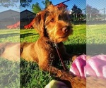 Small Photo #5 Labradoodle Puppy For Sale in SUTHERLIN, OR, USA