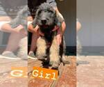 Small Photo #1 Greater Swiss Mountain Dog-Poodle (Standard) Mix Puppy For Sale in CHEHALIS, WA, USA
