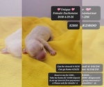 Small Havanese-Zuchon Mix