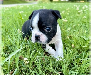 Boston Terrier Puppy for sale in WASHBURN, MO, USA