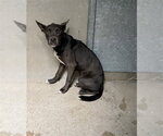 Small Mutt
