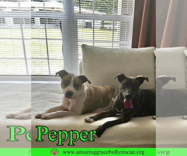 Medium Photo #4 American Staffordshire Terrier-Unknown Mix Puppy For Sale in Pensacola, FL, USA
