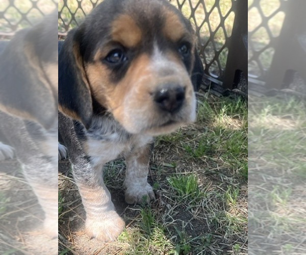 Medium Photo #1 Bluetick Beagle Puppy For Sale in TARBORO, NC, USA