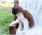 Small #2 Saint Bernard