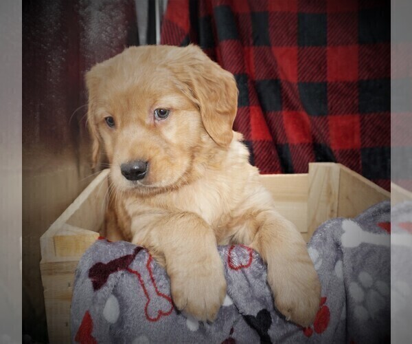 Medium Photo #2 Golden Retriever Puppy For Sale in LUBLIN, WI, USA