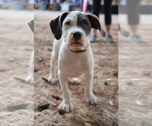 American Staffordshire Terrier-Unknown Mix Dogs for adoption in Holly Springs, NC, USA