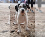 Thimble - Sewing Litter - Male American Staffordshire Terrier-Unknown Mix Dog for Adoption - Small photo